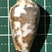 Conus striolatus - Photo (c) Takaaki Hattori, some rights reserved (CC BY), uploaded by Takaaki Hattori