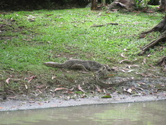 Varanus salvator macromaculatus