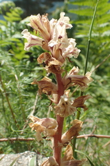 Orobanche artemisiae-campestris