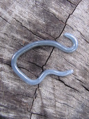 Indotyphlops braminus