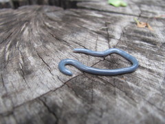 Indotyphlops braminus