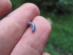 Indotyphlops braminus