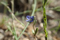 Veronica dillenii