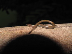 Lygosoma siamense