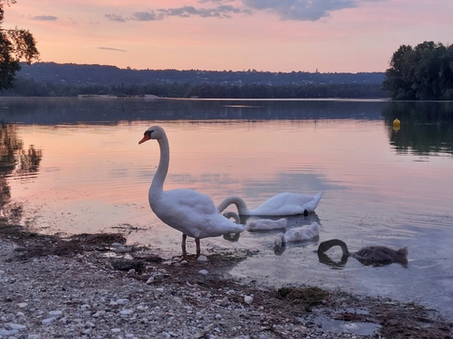 Cisne vulgar (Cygnus olor)