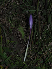 Crocus ligusticus