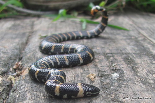 Photo of a Jodi's Pipe-Snake (Cylindrophis jodiae)