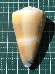 Conus flavidus