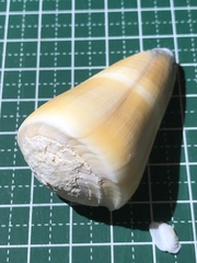 Conus flavidus