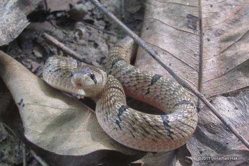 Photo of a Fasciolated Kukri Snake (Oligodon fasciolatus)