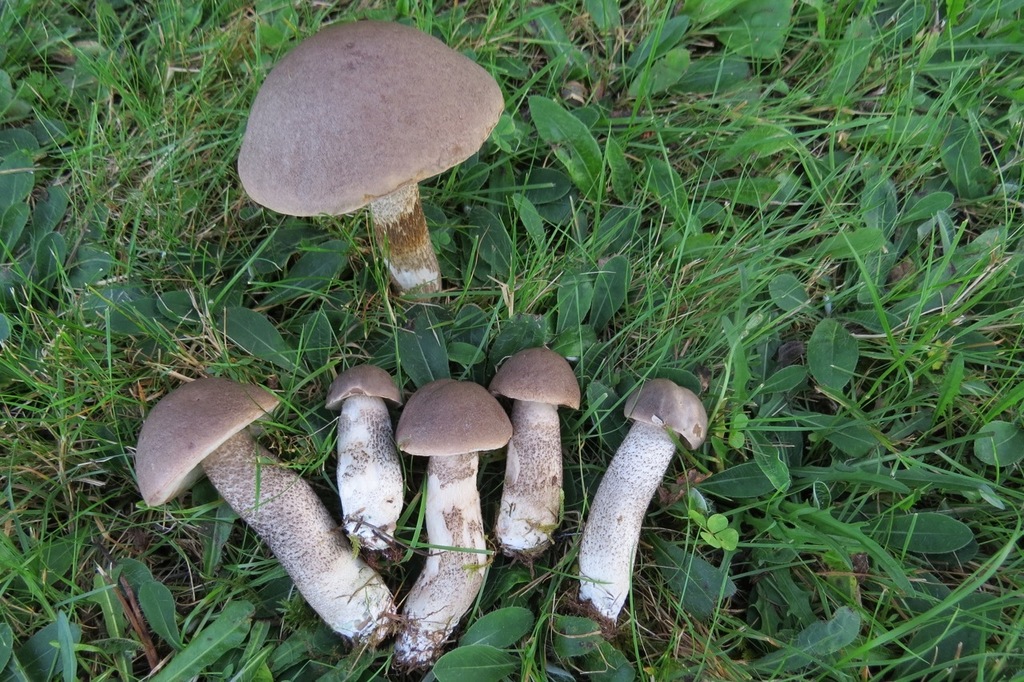 Leccinum griseonigrum