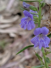 Stemodia florulenta