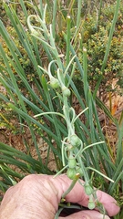 Trachyandra chlamydophylla