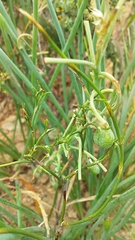 Trachyandra chlamydophylla