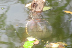 Malayemys macrocephala