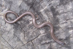 Lygosoma siamense