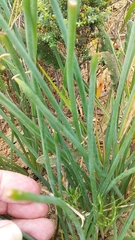 Trachyandra chlamydophylla