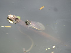 Malayemys macrocephala