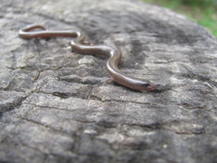 Lygosoma siamense
