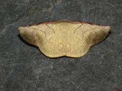 Simopteryx torquataria