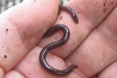 Indotyphlops braminus