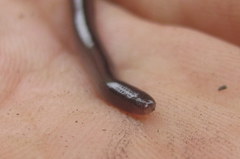 Indotyphlops braminus