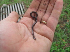 Indotyphlops braminus