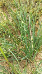 Trachyandra chlamydophylla