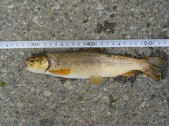 Salmo peristericus