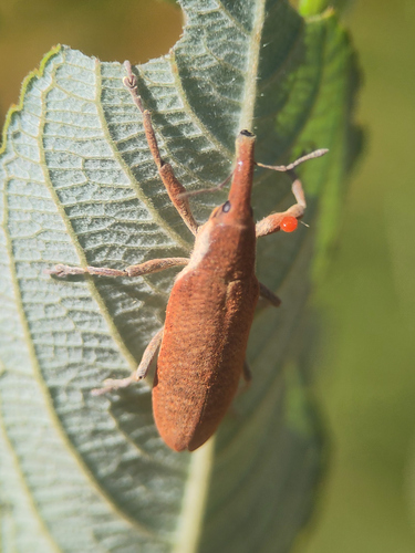 Elongated Bean Weevil, 53290 Saint-Brice, France, photo 10 of 10