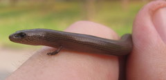 Lygosoma siamense