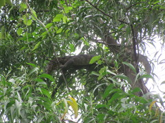Varanus salvator macromaculatus