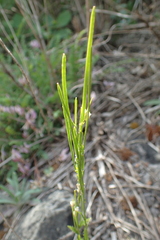 Arabis planisiliqua