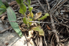 Arabis planisiliqua