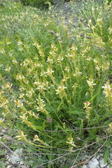 Onobrychis saxatilis