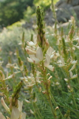 Onobrychis saxatilis