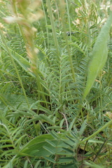 Onobrychis saxatilis