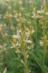 Onobrychis saxatilis