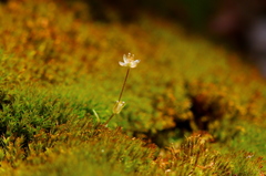 Angiospermae
