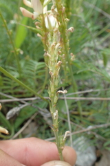 Onobrychis saxatilis