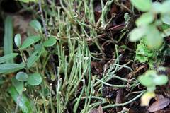 Cladonia maxima