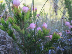 Erica holosericea