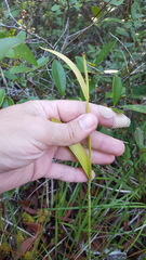 Pogonieae
