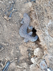 Pachydactylus affinis