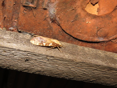 Cresera annulata