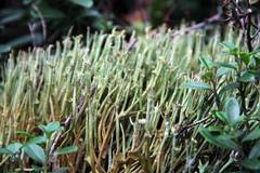 Cladonia maxima
