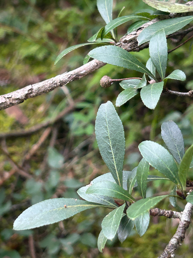 Pyrus zhaoxuanii