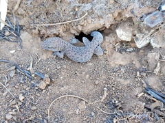 Pachydactylus affinis