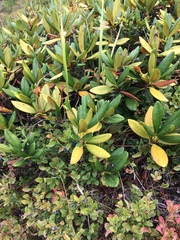 Rhododendron caucasicum