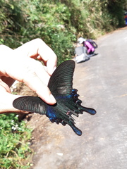 Papilio bianor thrasymedes